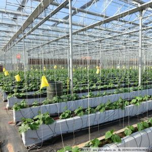 種植陽(yáng)光棚